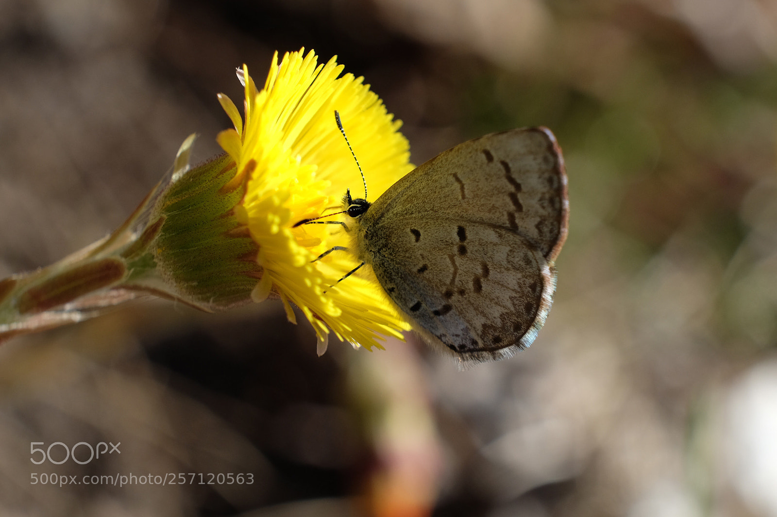Fujifilm X-T10 sample photo. Blue butterfly  photography