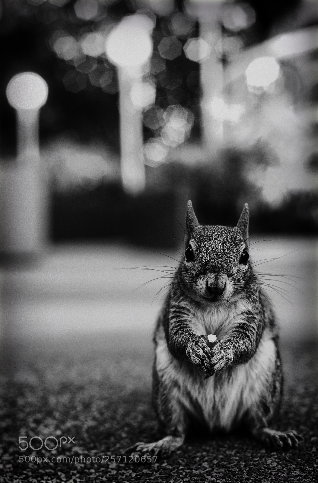 Nikon D750 sample photo. Ardilla photography