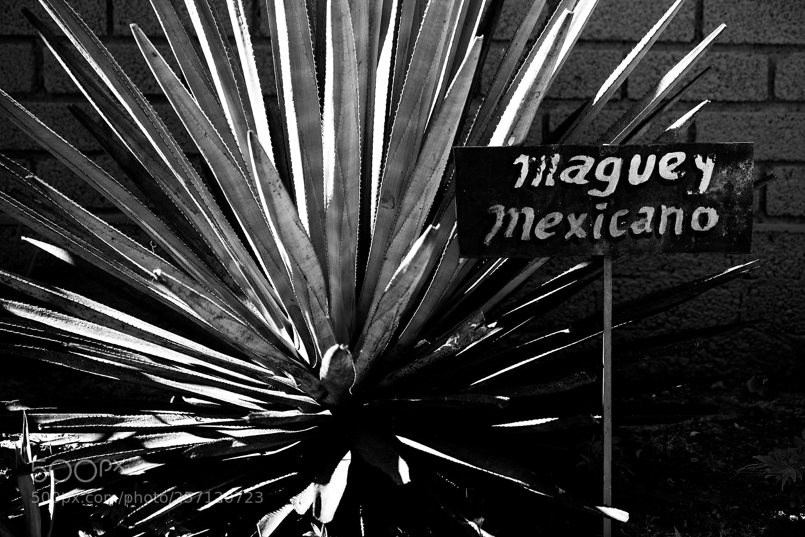 Nikon D810 sample photo. Maguey mexicano photography