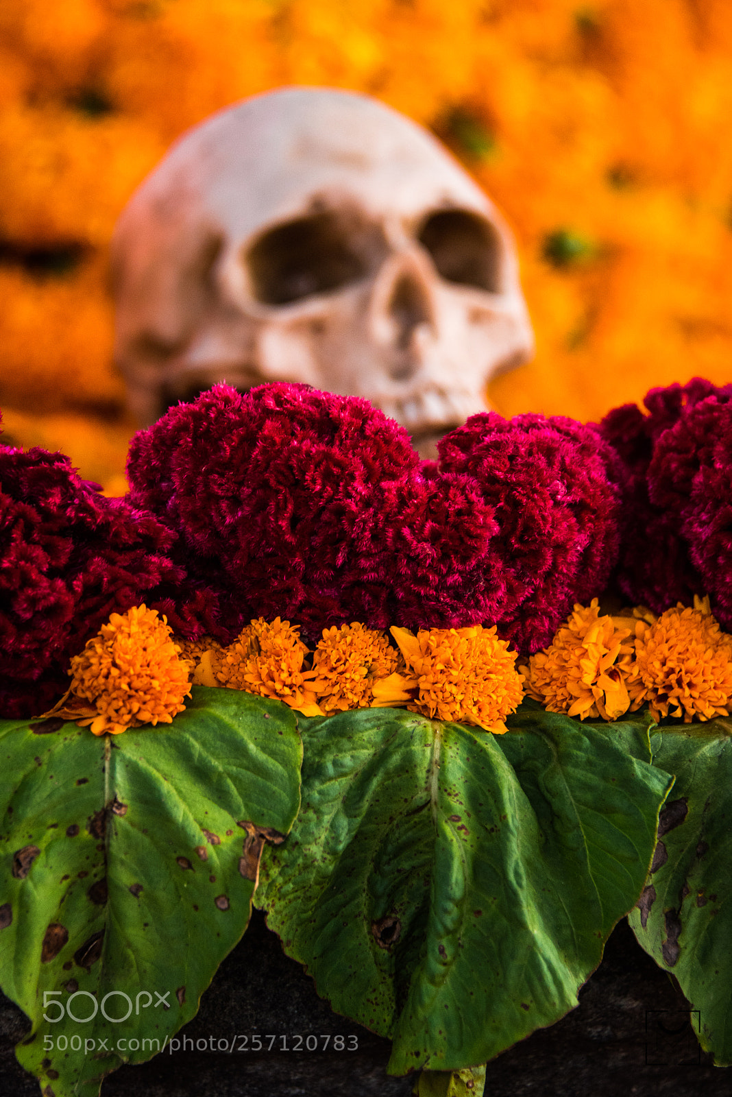 Nikon D810 sample photo. Altar de muertos photography