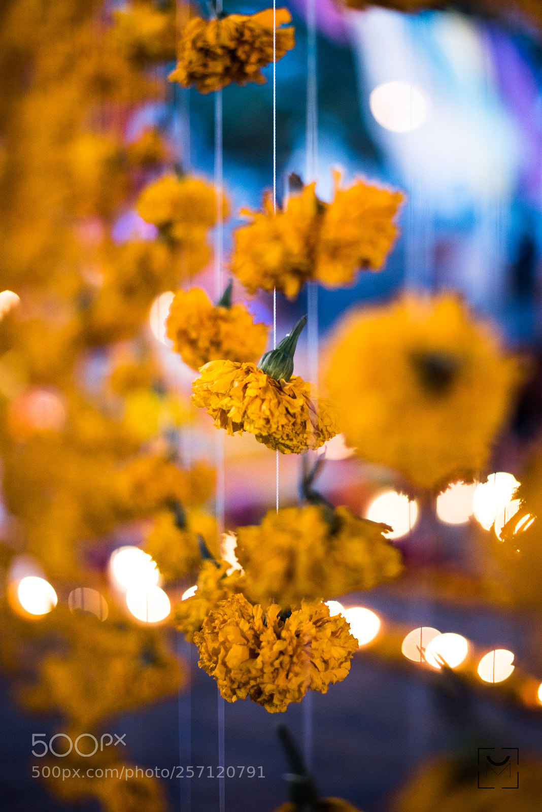 Nikon D810 sample photo. Cempasúchil y luz photography