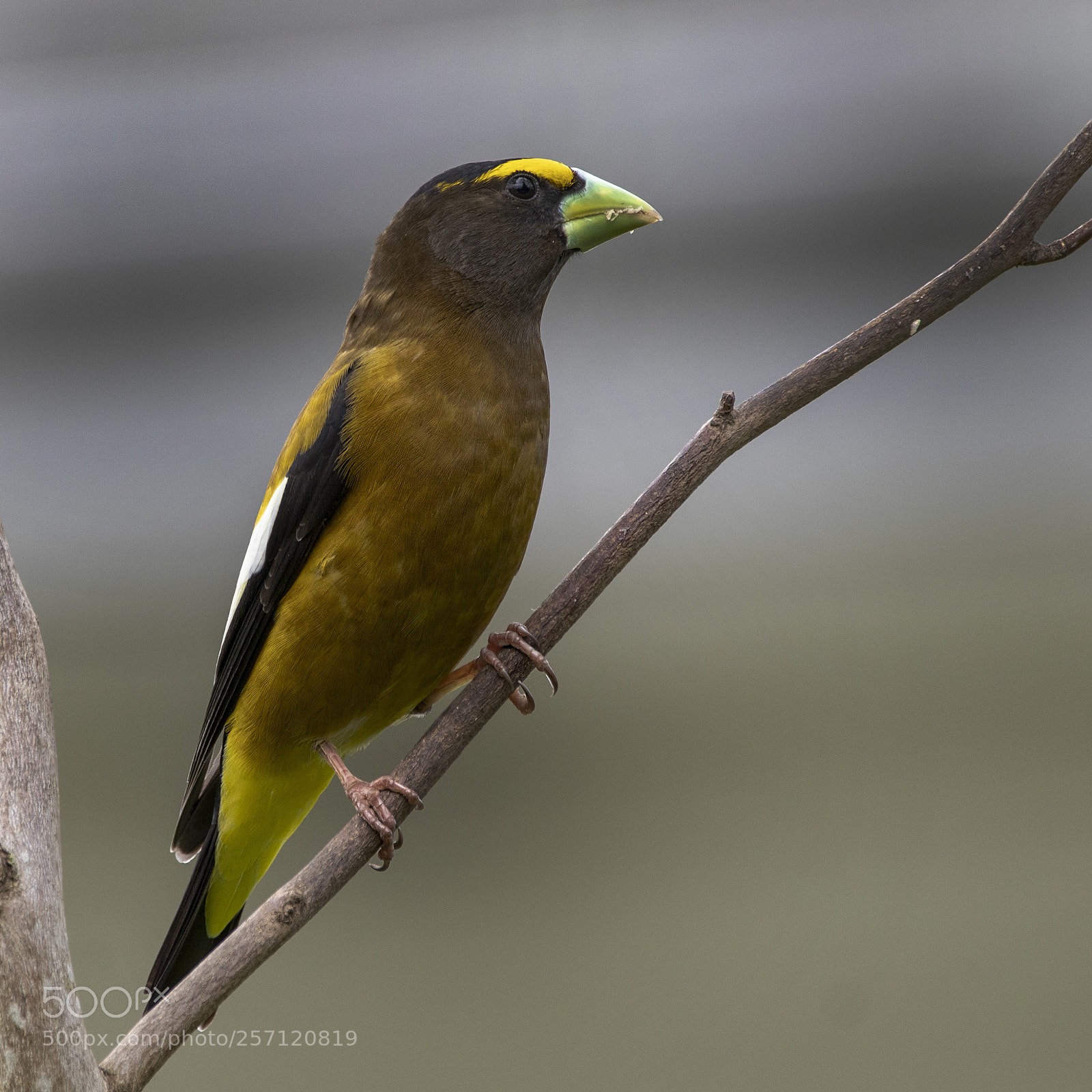 Canon EOS M5 sample photo. Evening grosbeak (male) photography