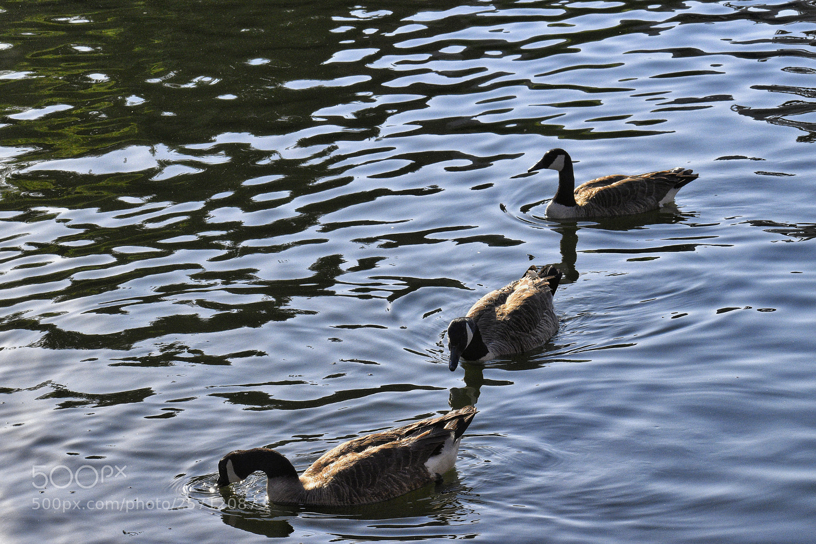 Nikon D5600 sample photo. Untitled photography