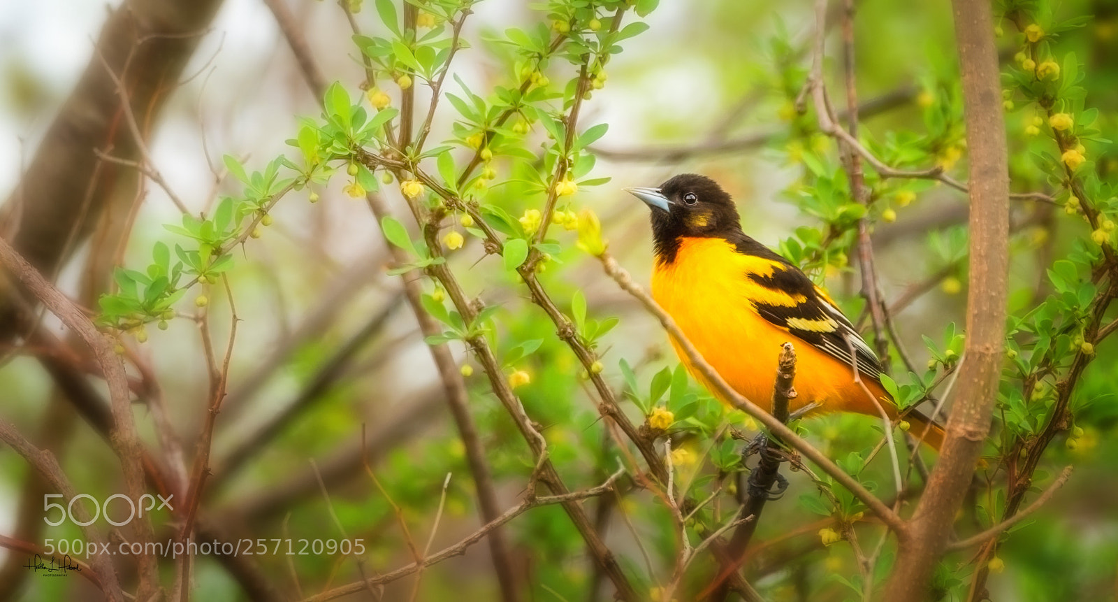 Nikon D810 sample photo. Male oriole photography