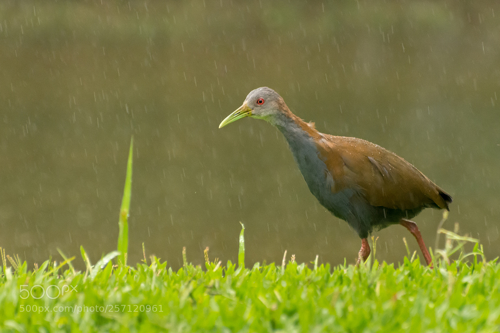 Nikon D7200 sample photo. Blackish rail (pardirallus nigricans) photography
