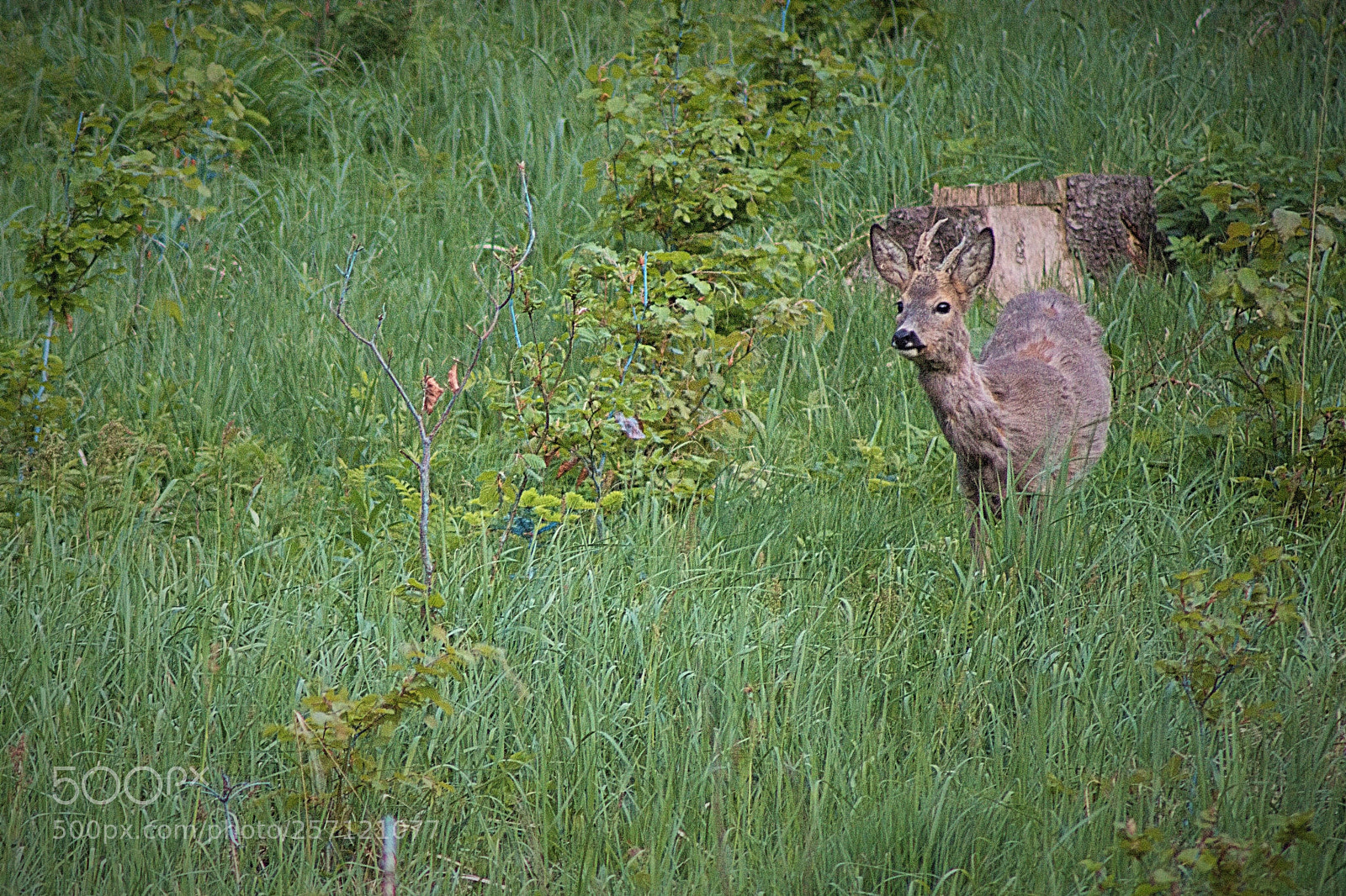 Canon EOS 1300D (EOS Rebel T6 / EOS Kiss X80) sample photo. Deer. photography