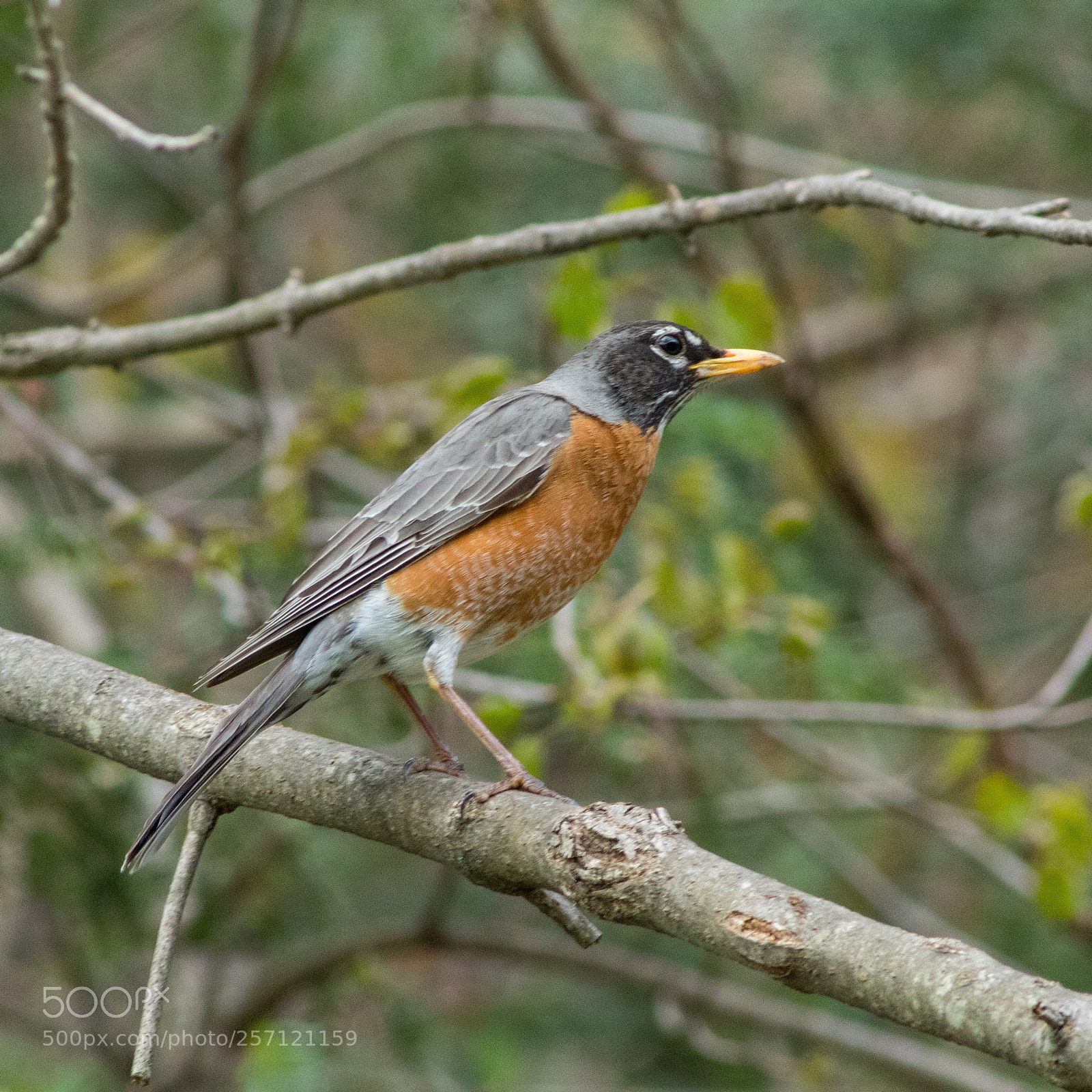 Canon EOS 1300D (EOS Rebel T6 / EOS Kiss X80) sample photo. Rockin' robin photography