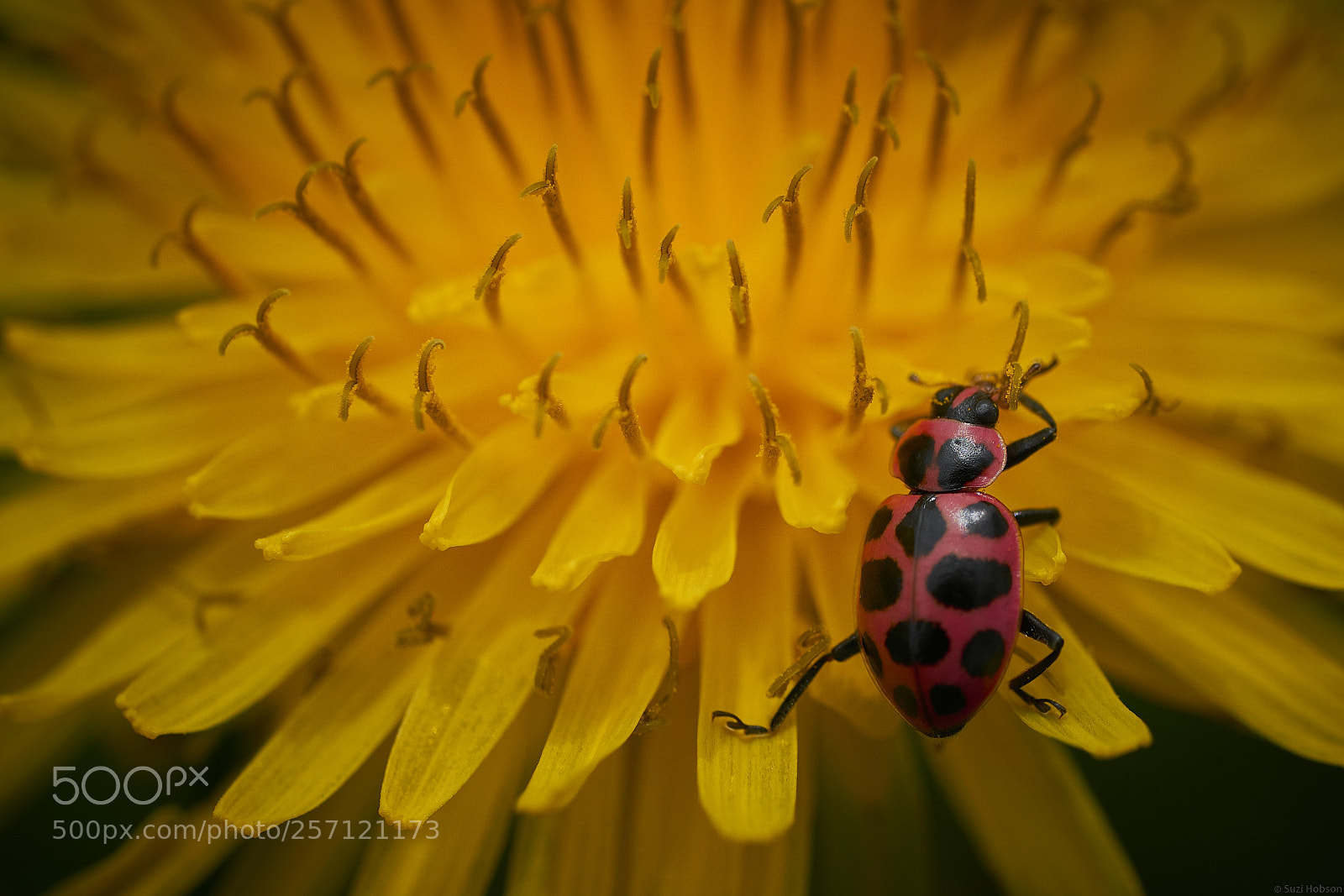 Sony a7R II sample photo. Beetle busy photography