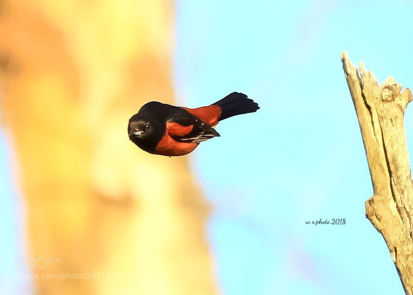 Canon EOS 7D Mark II sample photo. Baltimore oriole photography