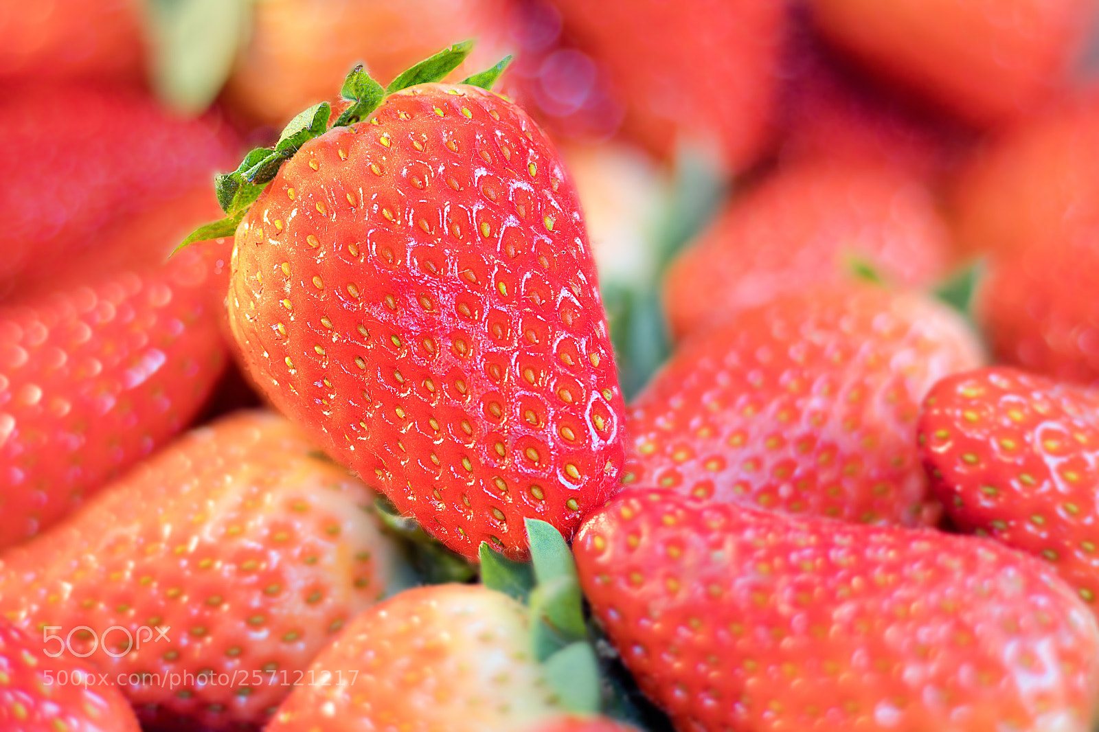 Canon EOS 1300D (EOS Rebel T6 / EOS Kiss X80) + Canon EF 50mm F1.8 STM sample photo. Strawberries photography