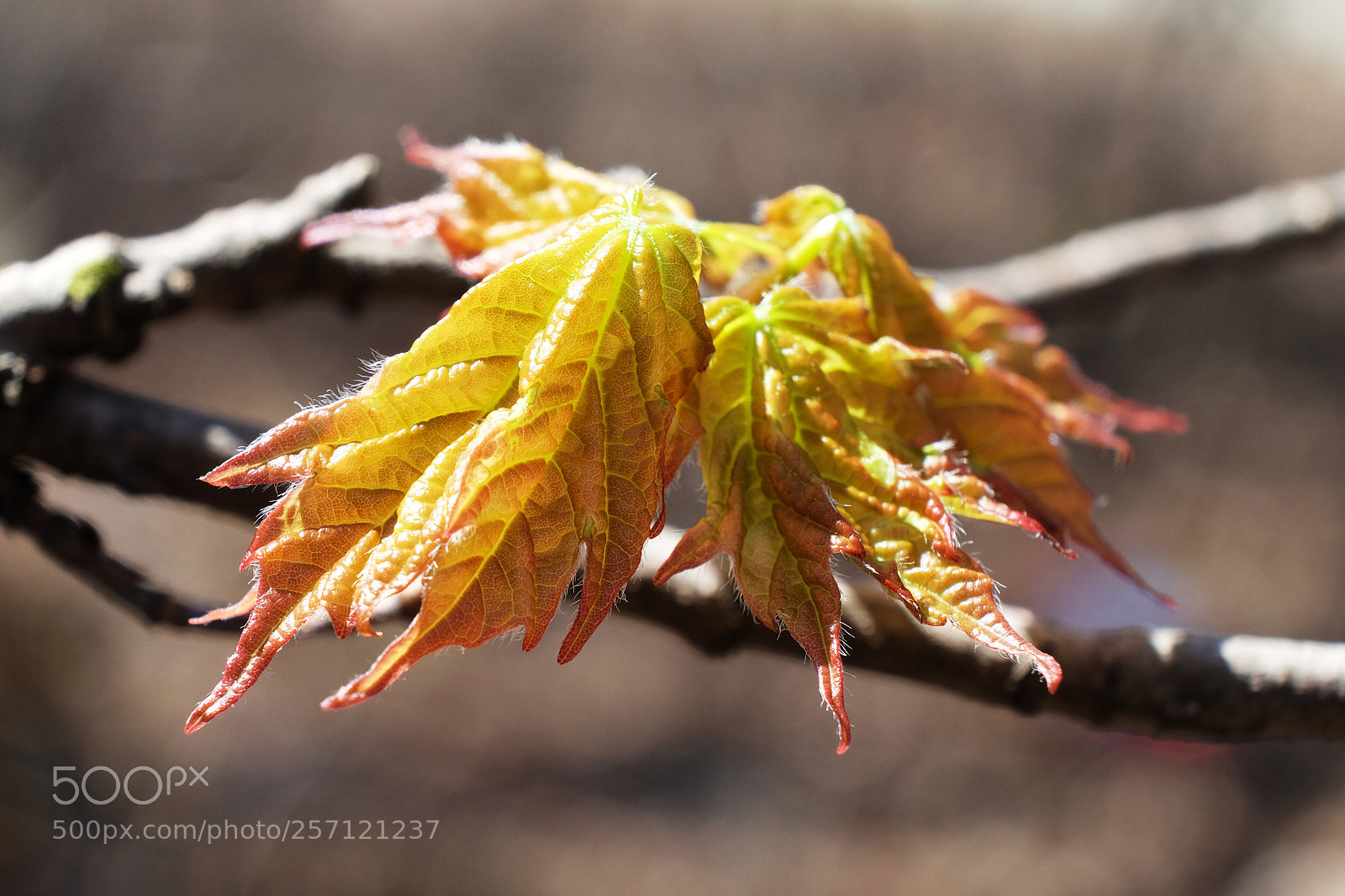 Fujifilm X-T10 sample photo. Maple leaf photography