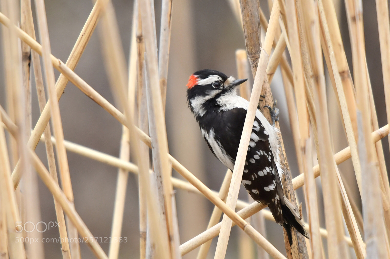 Nikon D500 sample photo. Hairy woodpecker photography
