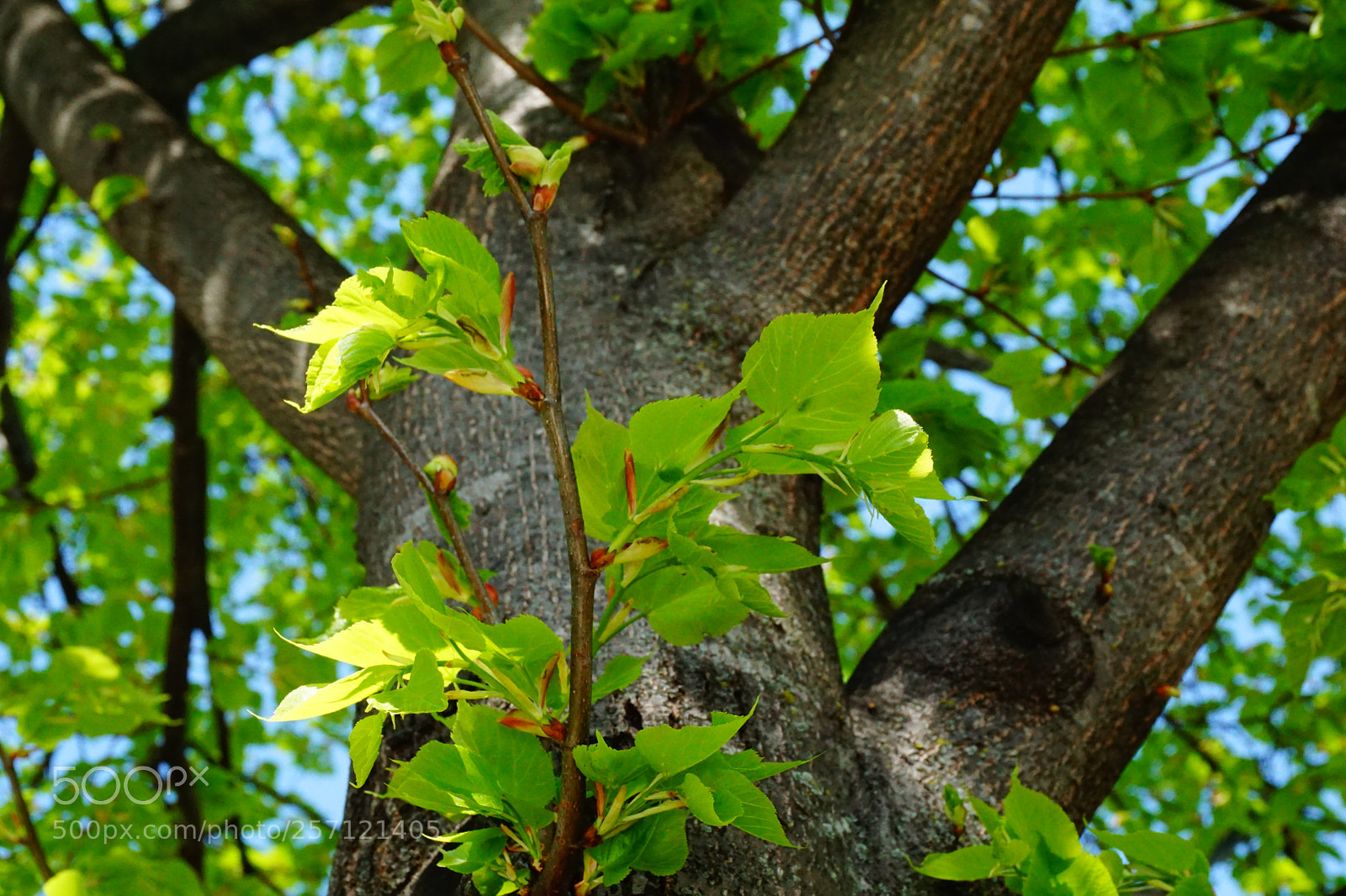 Sony a6000 sample photo. Tree photography