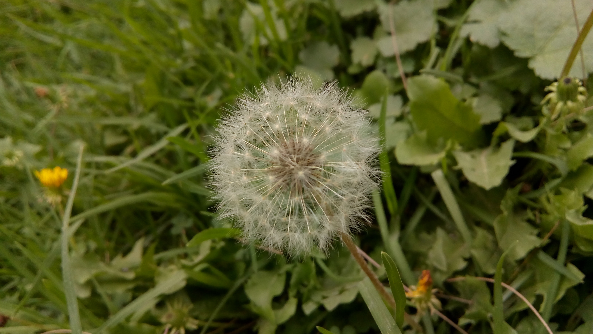Motorola Moto E4 sample photo. Sidewalk vegetation photography