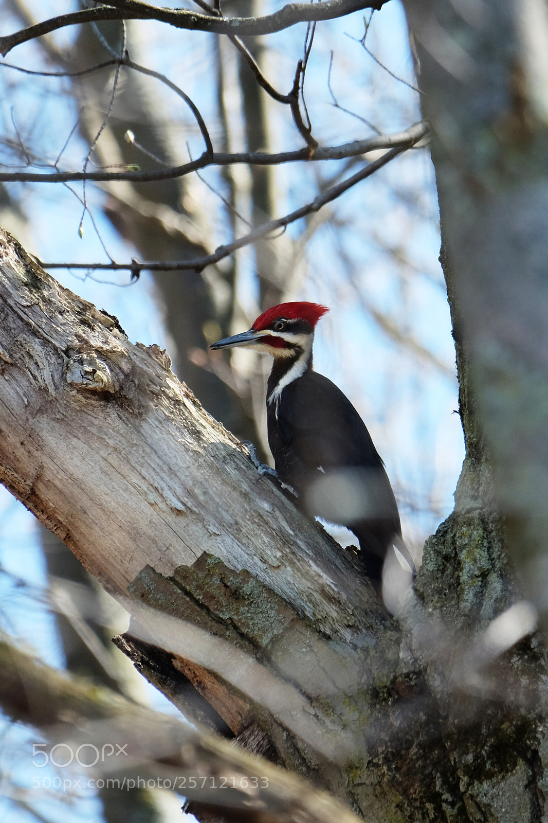 Fujifilm X-T10 sample photo. Pileated woodpecker photography