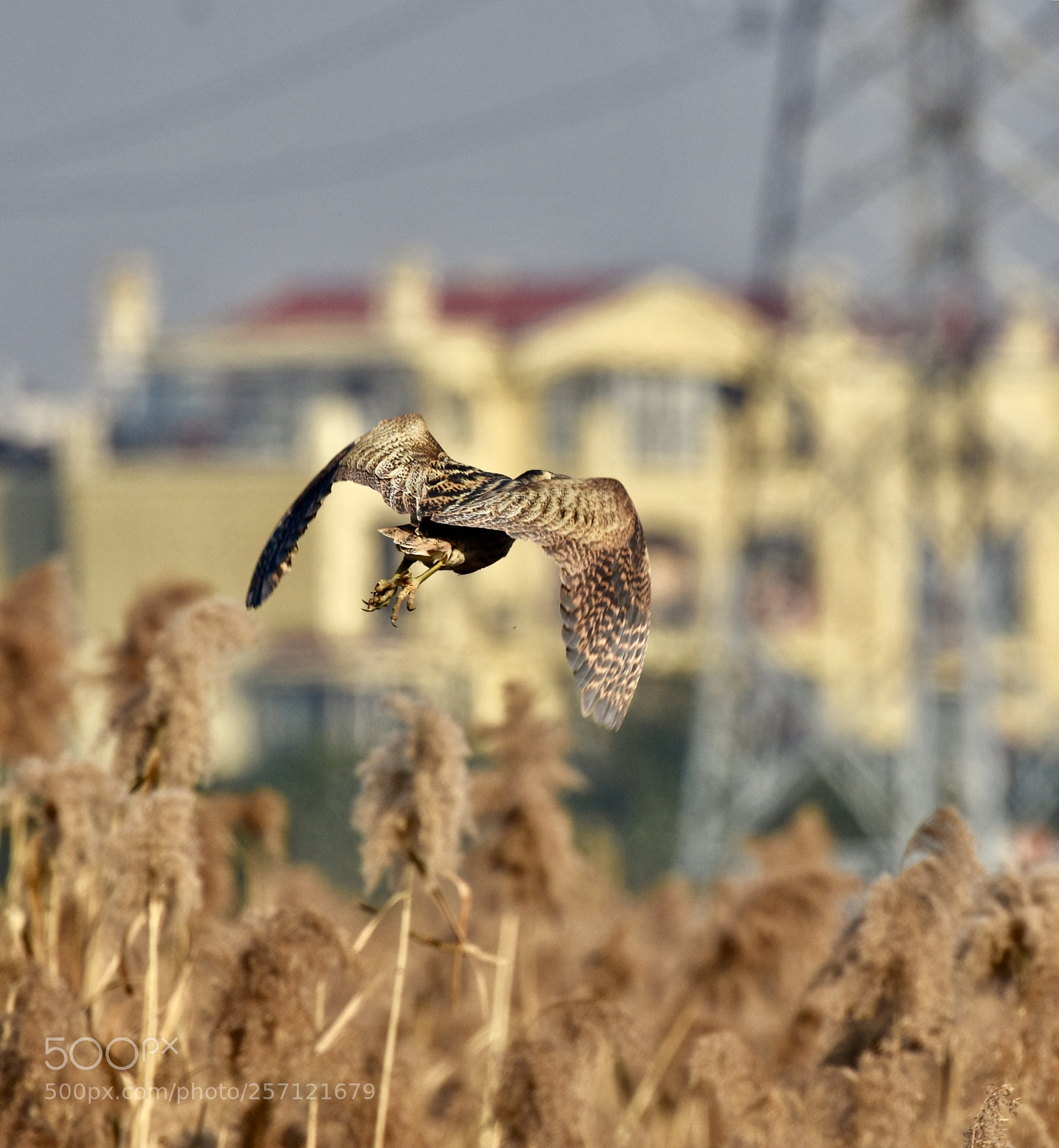 Nikon D7200 sample photo. Untitled photography