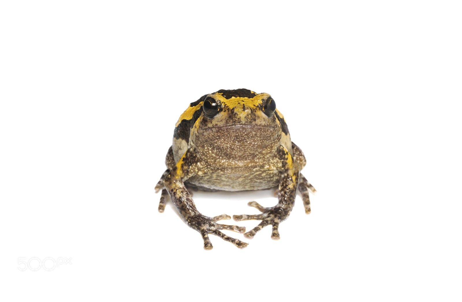 Nikon D750 sample photo. Banded bullfrog on white photography
