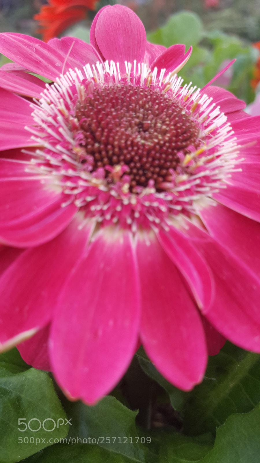 Samsung Galaxy Note5 sample photo. Untitled photography