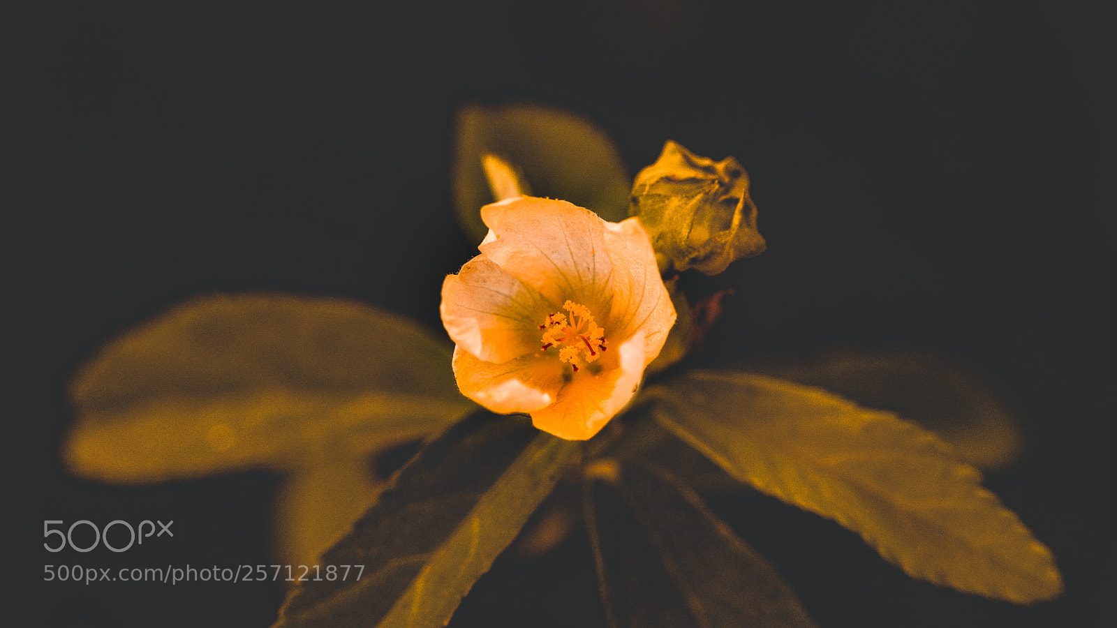 Sony a6000 sample photo. Flower photography