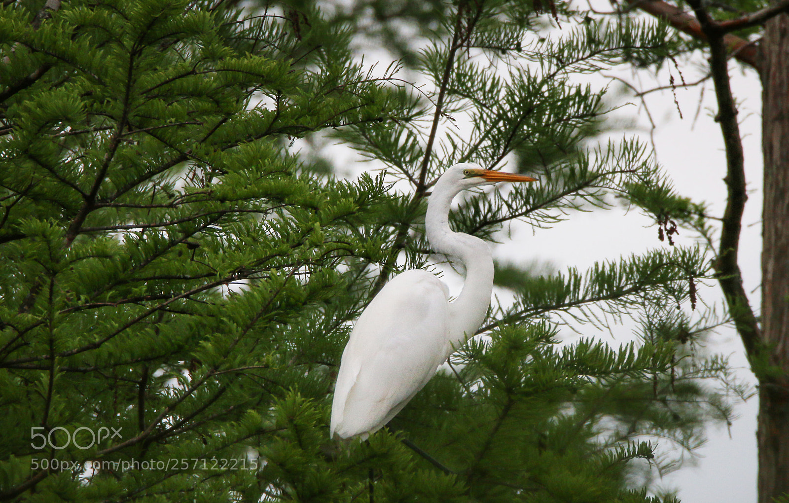 Canon EOS 70D sample photo. Great egret roosting photography