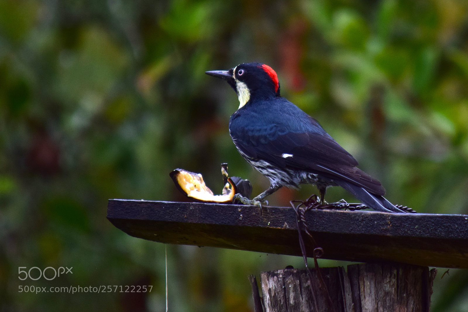 Nikon D5300 sample photo. Woodpecker photography