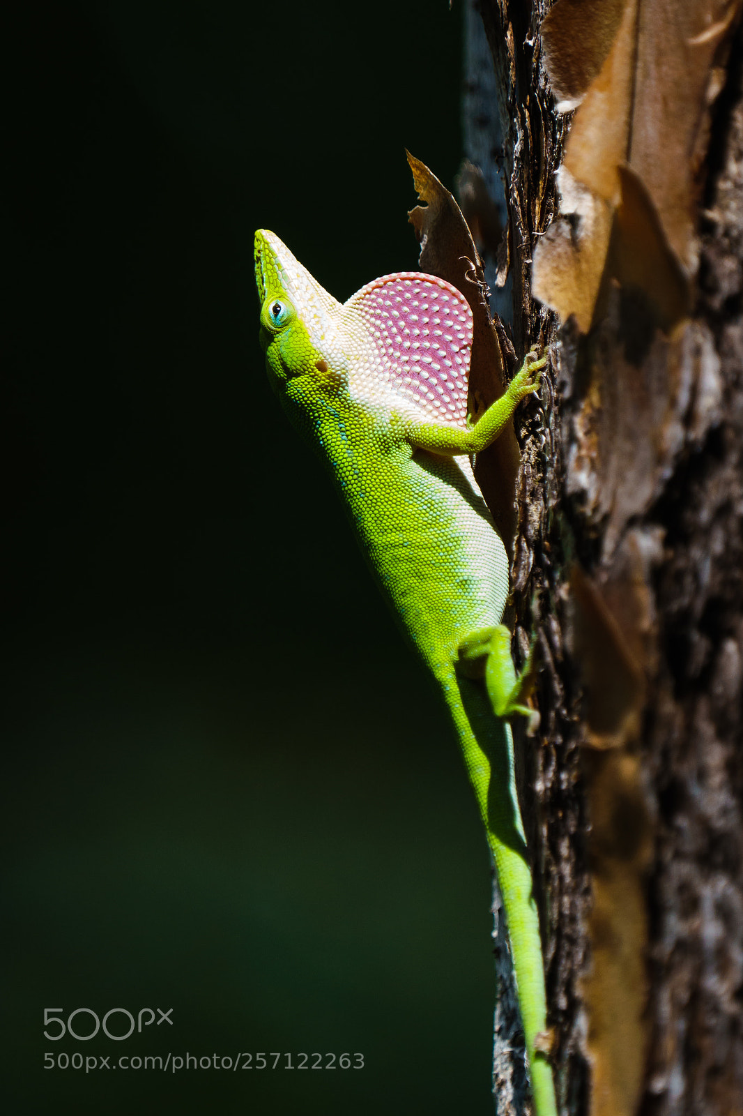 Sony a6300 sample photo. Carolina anole photography