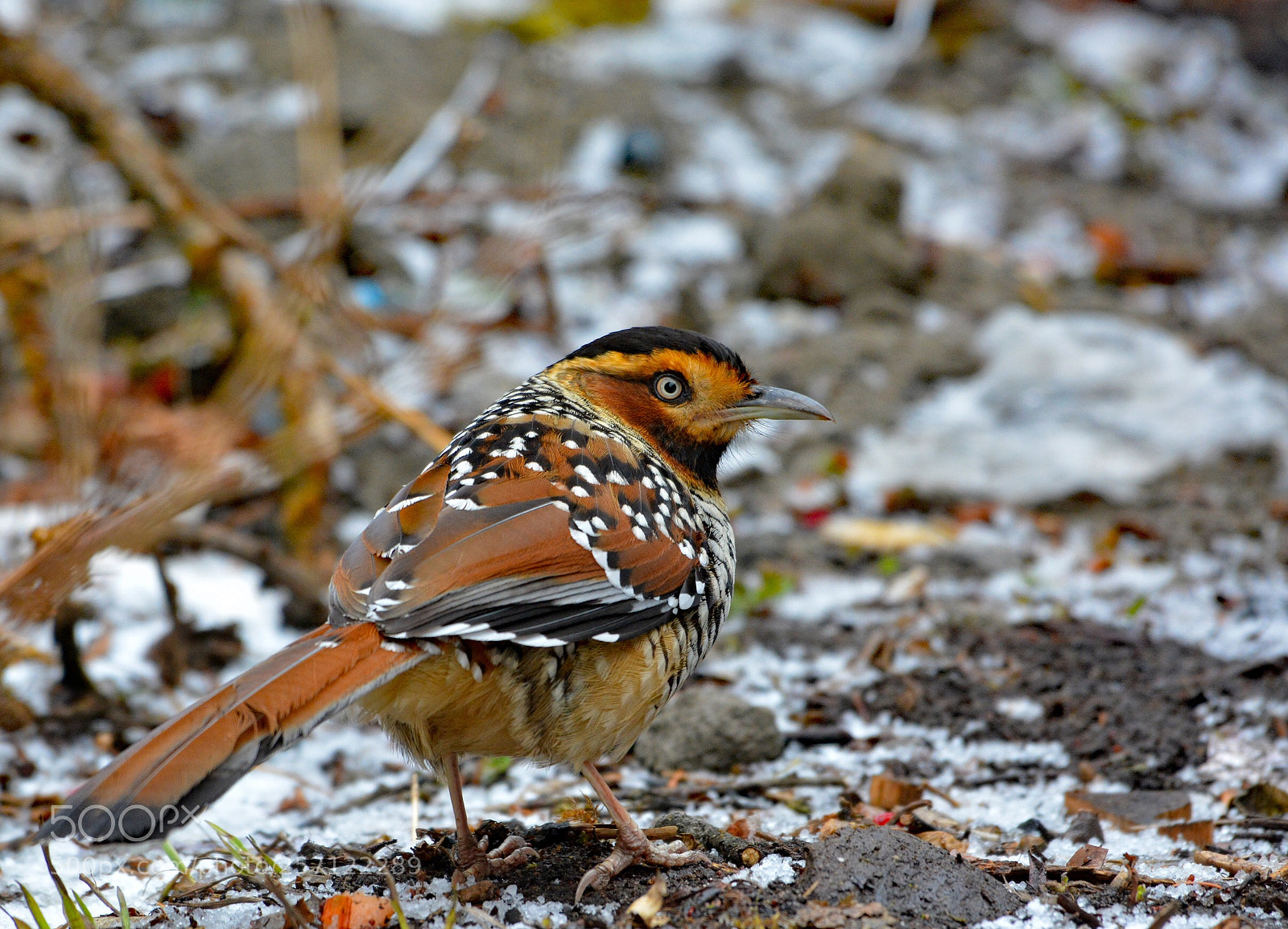 Nikon D7100 sample photo. Spotted laughing thrush photography