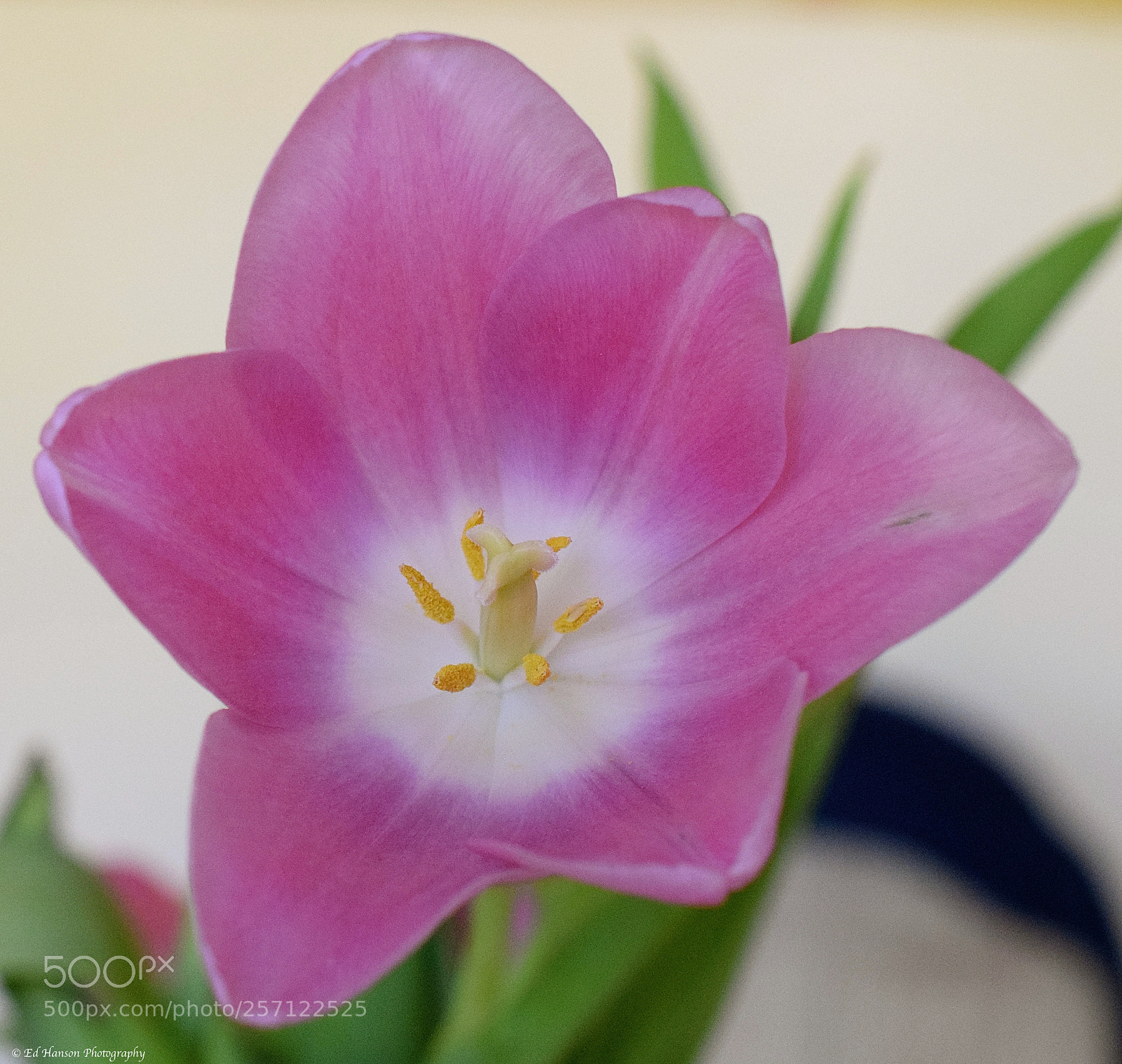 Nikon D3300 sample photo. Center of a tulip photography