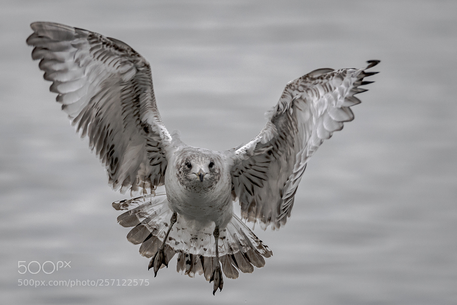 Nikon D810 sample photo. Herring gull photography