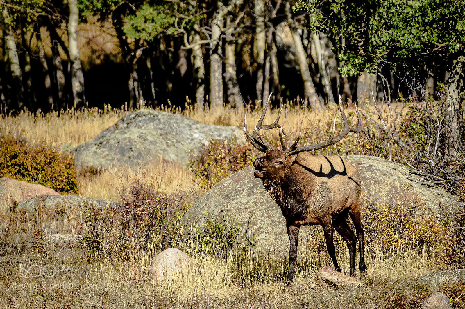 Nikon D500 sample photo. Bull elk photography