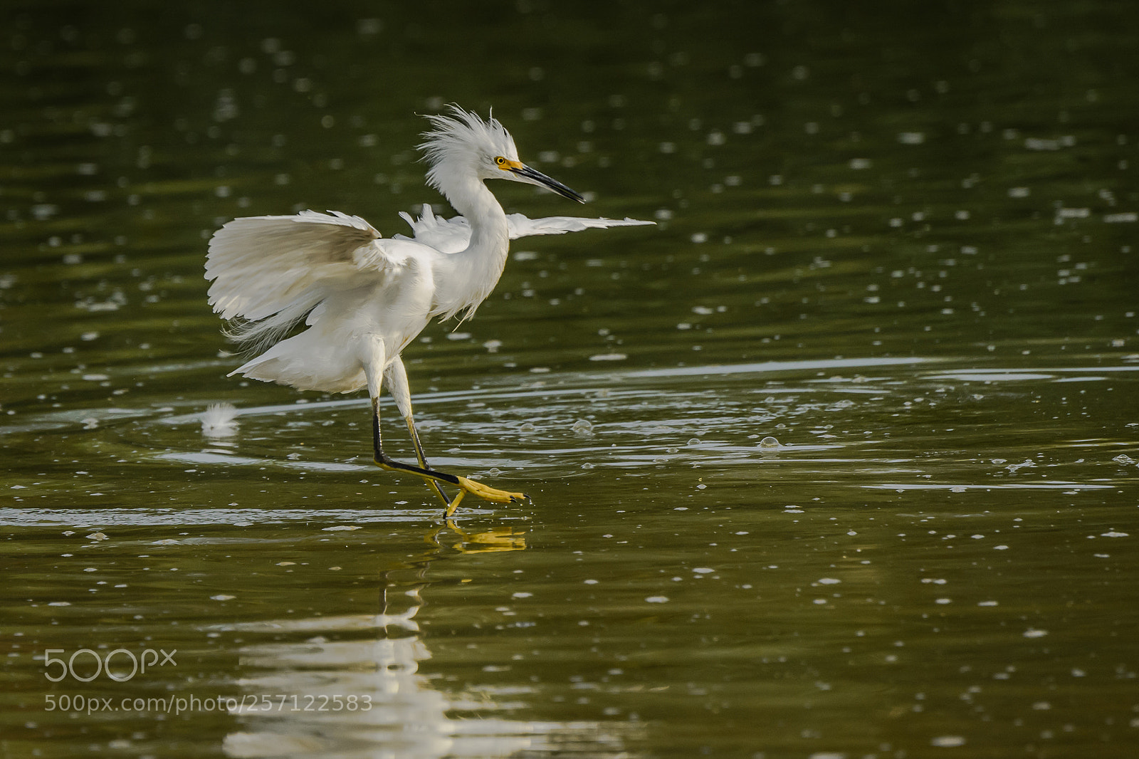 Nikon D500 sample photo. Snowy egret photography