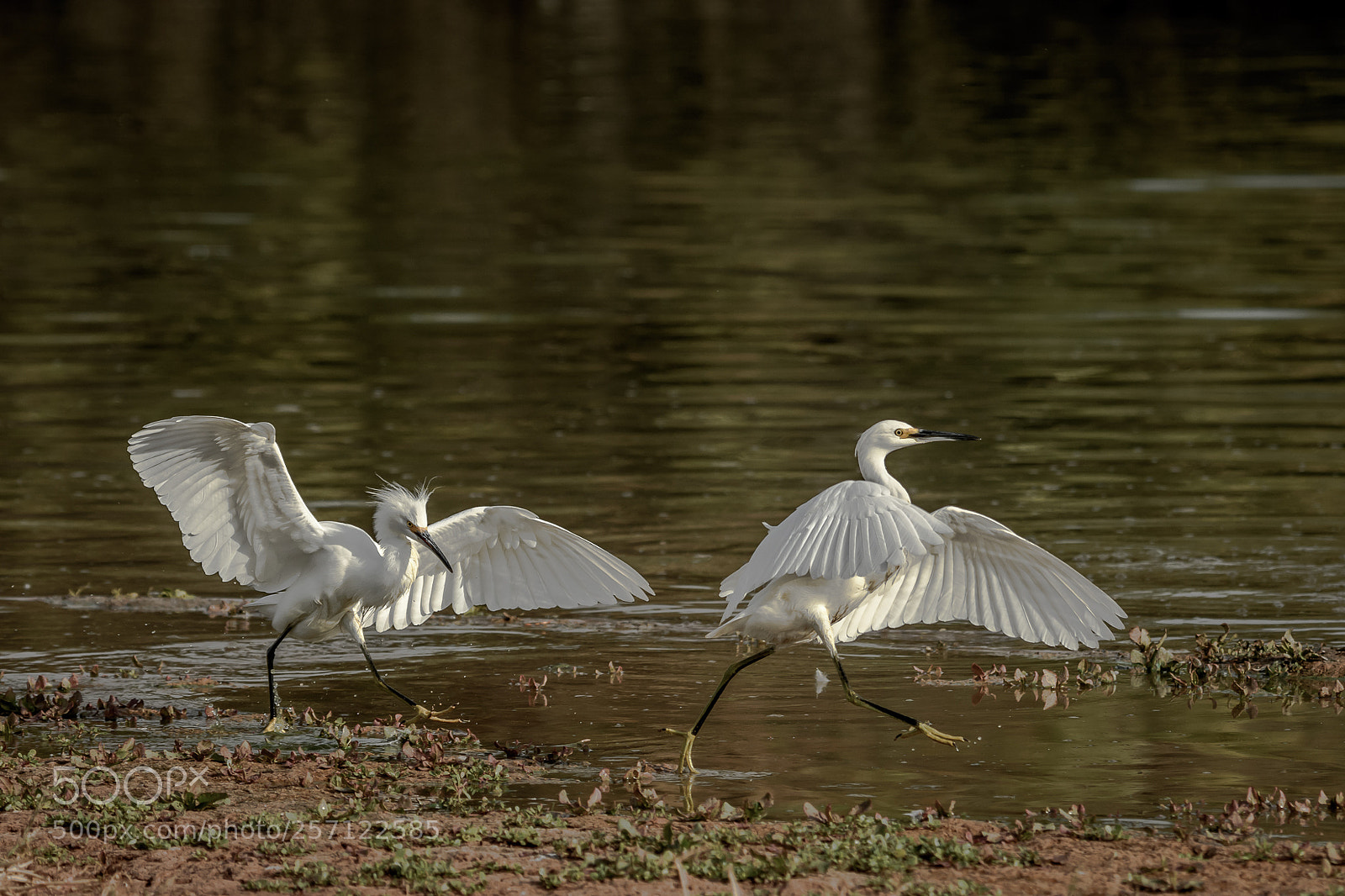 Nikon D500 sample photo. Snowy egrets photography