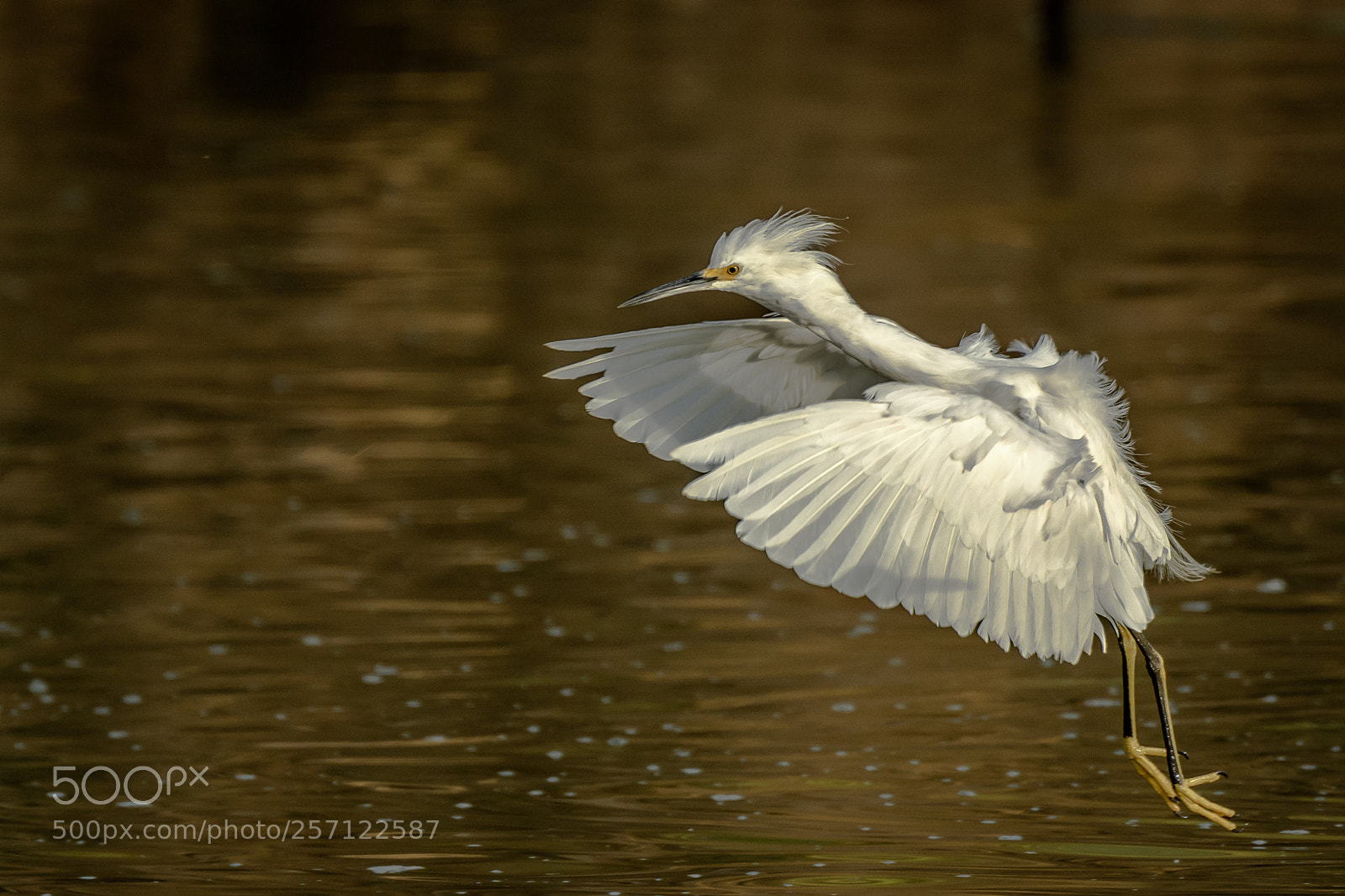 Nikon D500 sample photo. Snowy egret photography