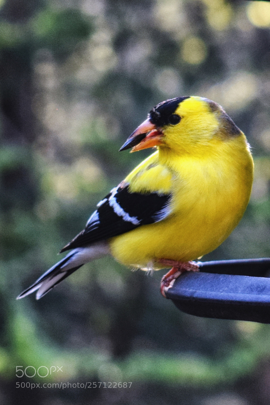 Nikon D3300 sample photo. Gold finch photography