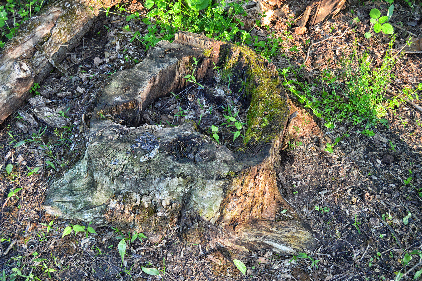 Nikon D3200 sample photo. Old stump photography
