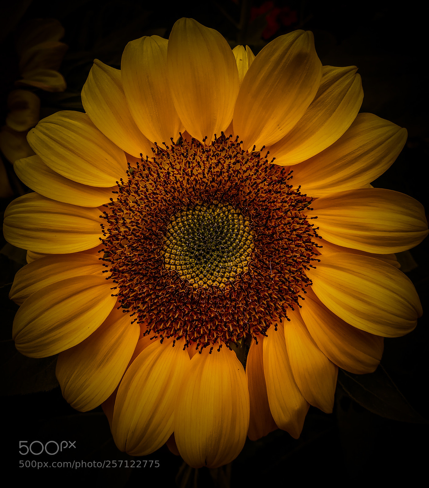 Xiaomi Redmi Note 4 sample photo. Sunflower photography