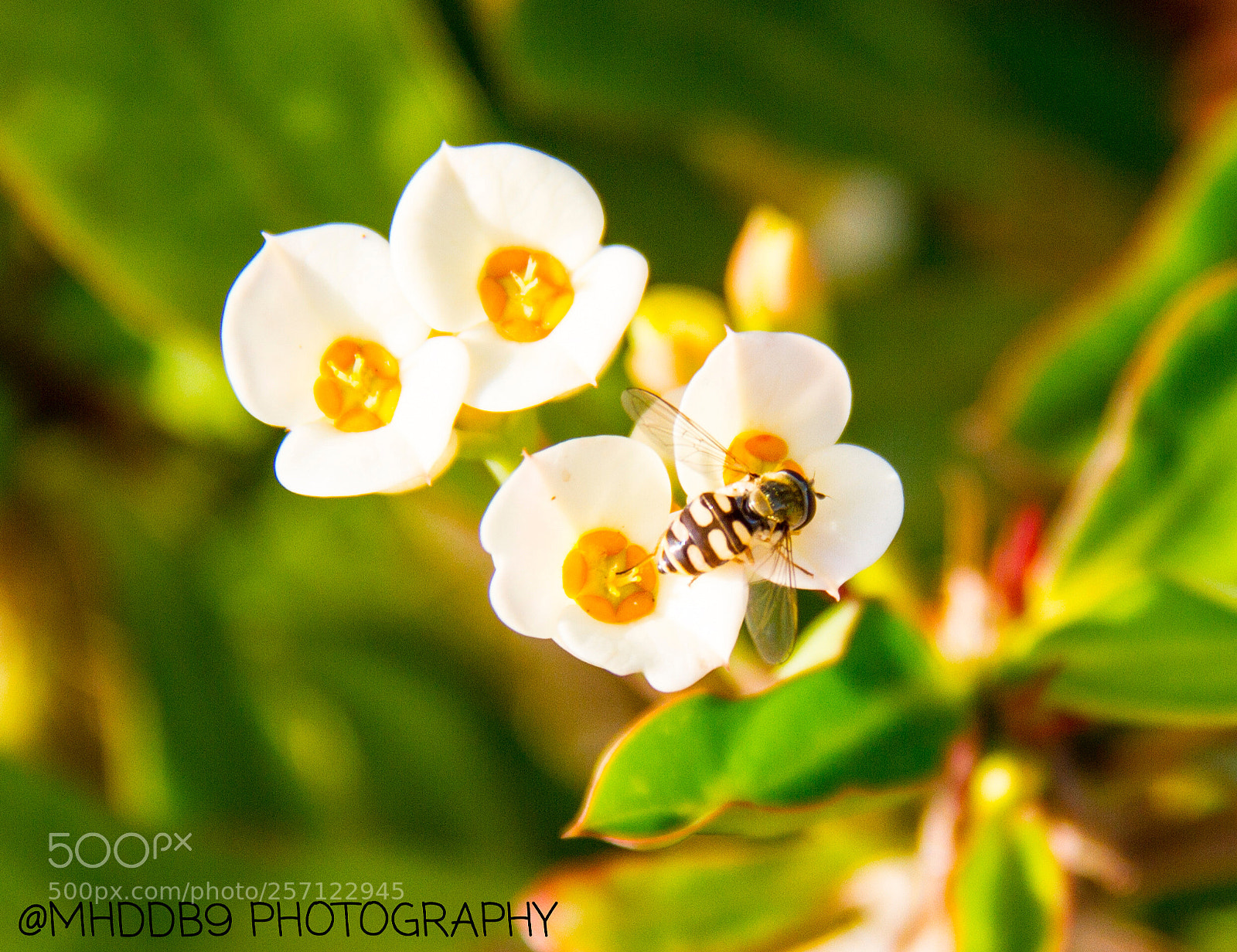 Canon EOS 7D sample photo. Img photography