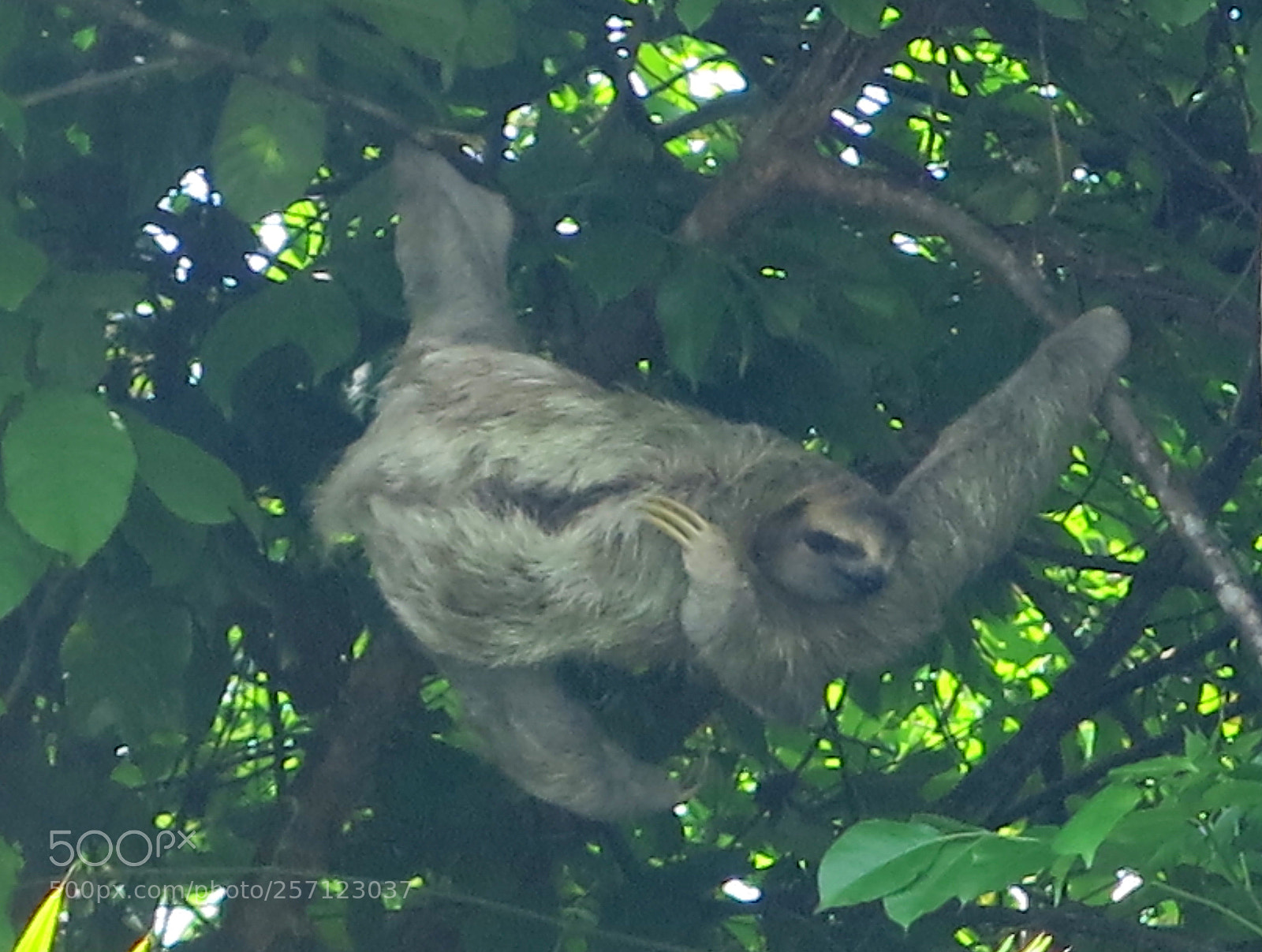 Canon PowerShot G15 sample photo. Sloth    ленивец photography