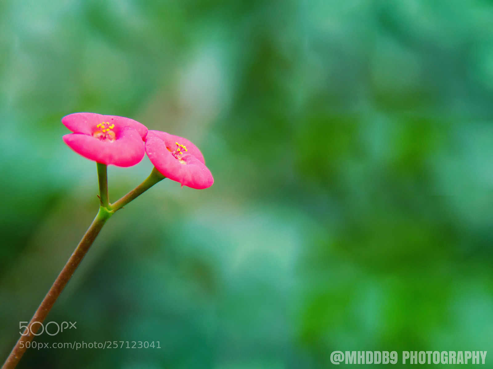 Canon EOS 7D sample photo. Img photography