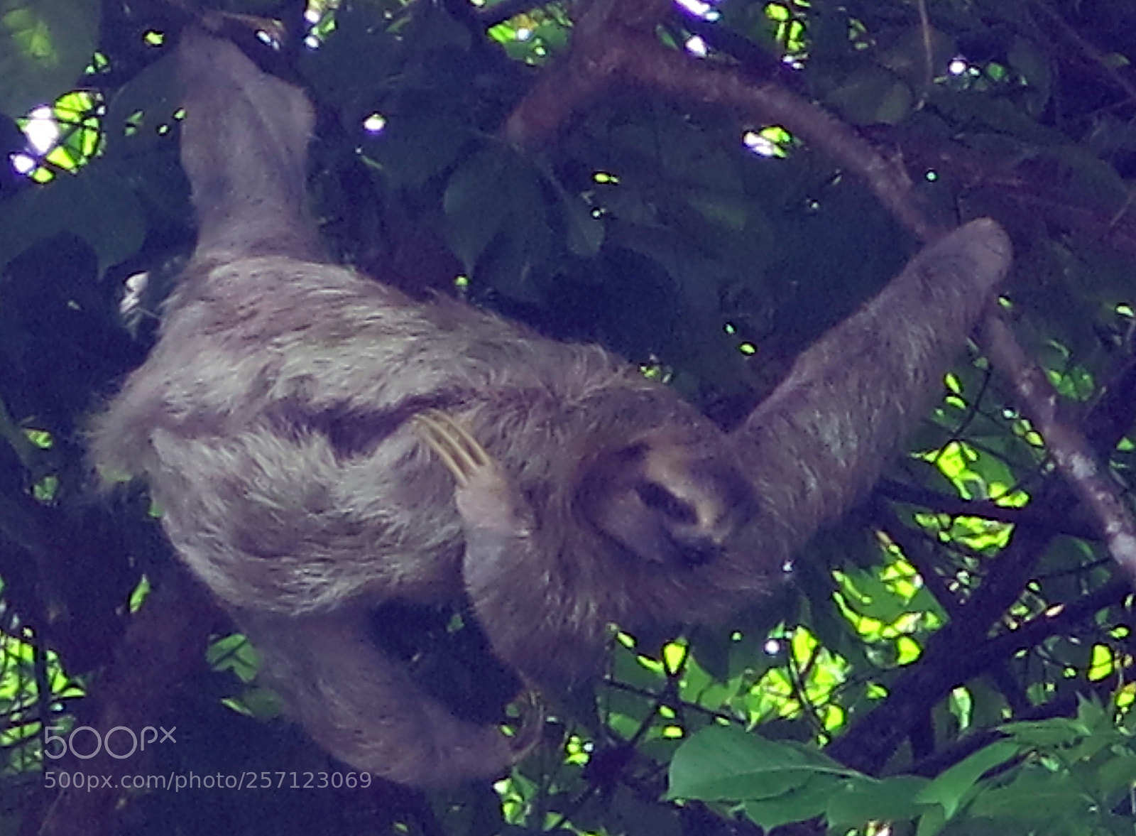 Canon PowerShot G15 sample photo. Sloth    ленивец photography