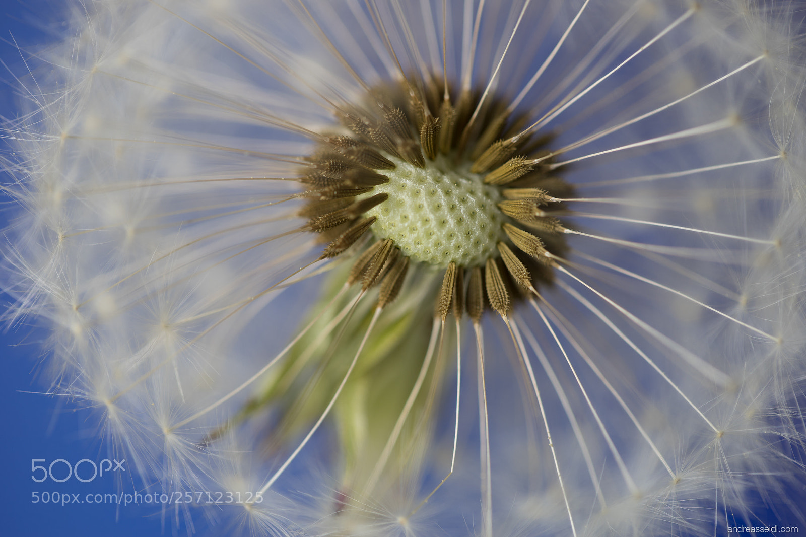 Sony a7 sample photo. Pusteblume (taraxacum) photography