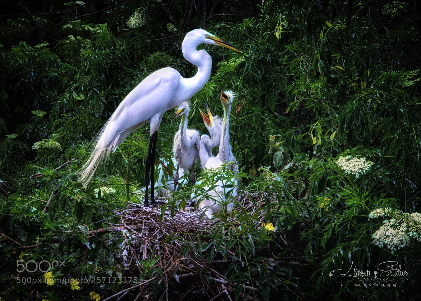 Canon EOS 6D sample photo. Feeding the young photography