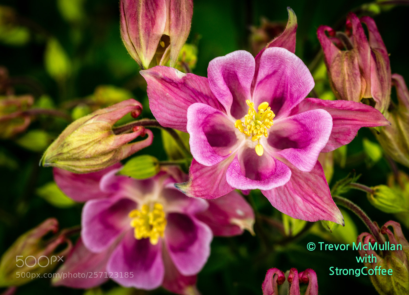 Nikon D800 sample photo. Pink beauty photography