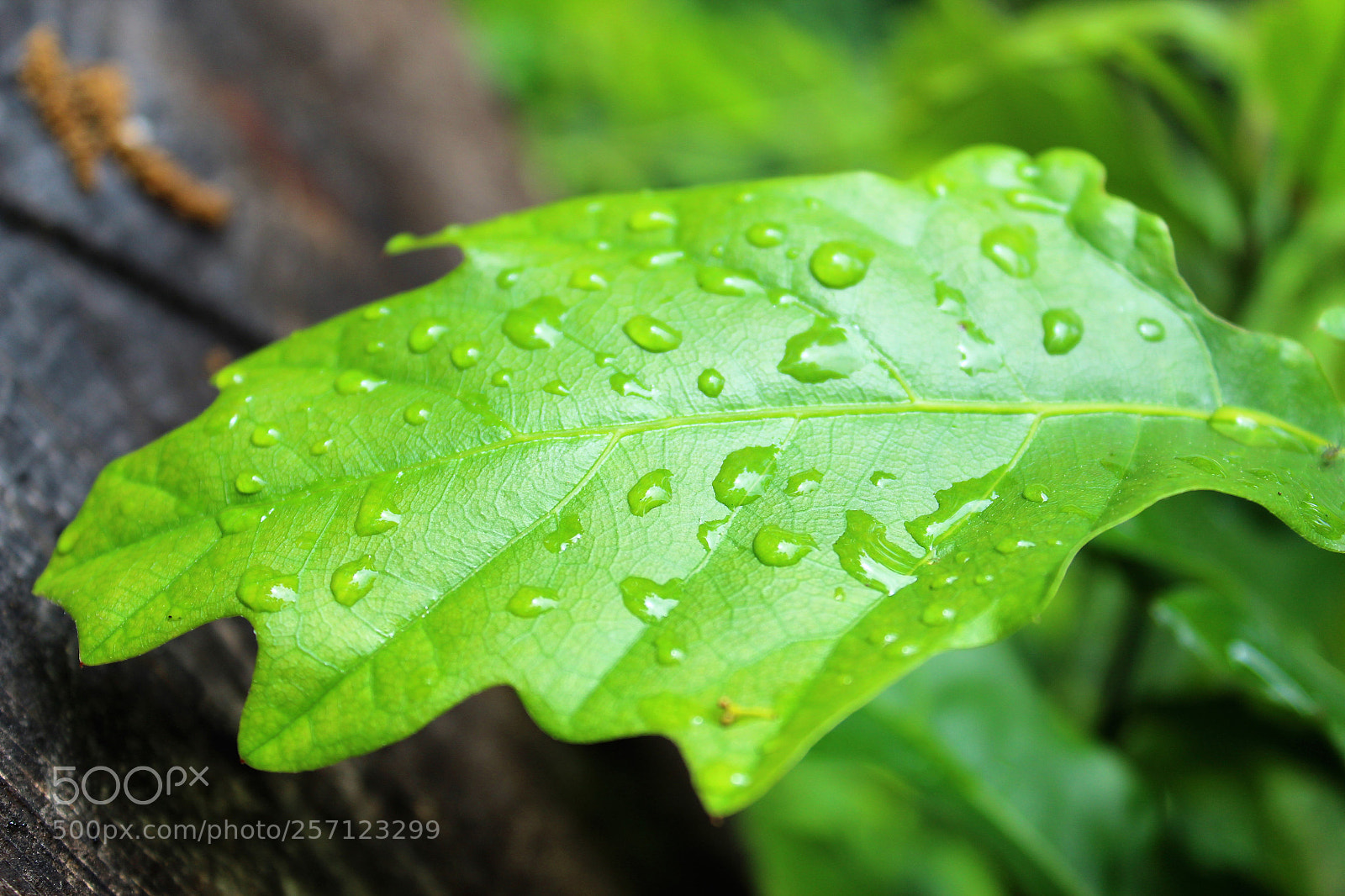 Canon EOS 1300D (EOS Rebel T6 / EOS Kiss X80) sample photo. After rain photography