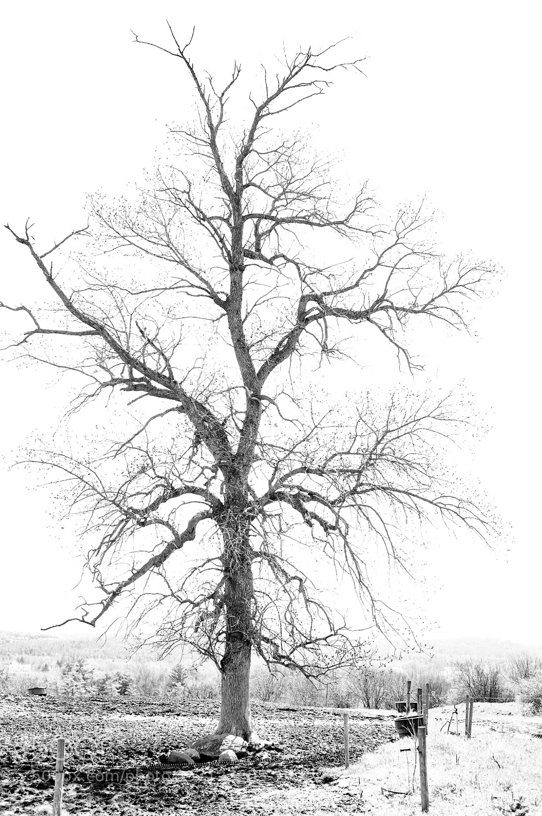 Nikon Df sample photo. Tree photography