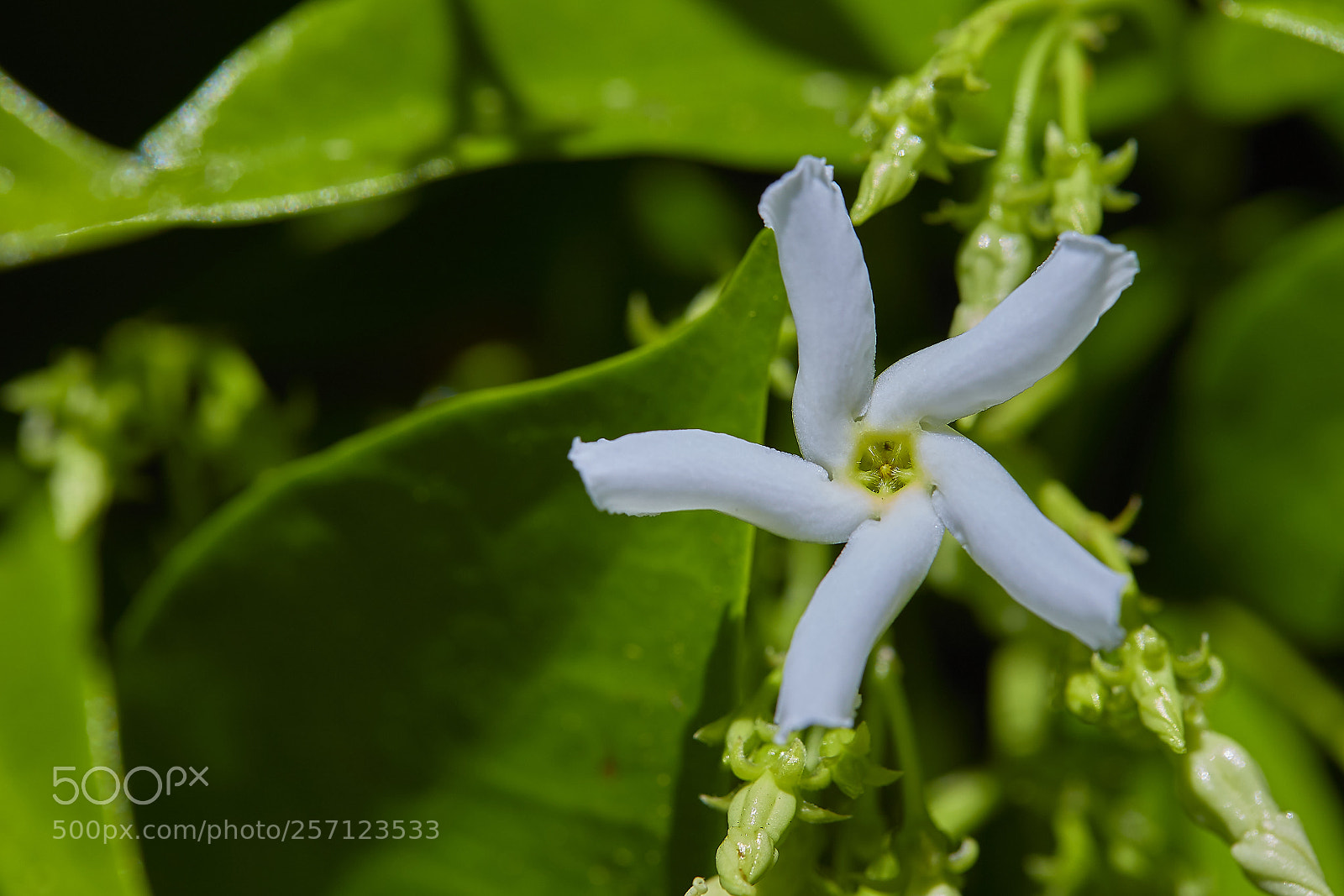 Canon EOS 6D Mark II sample photo. Floral windmill photography