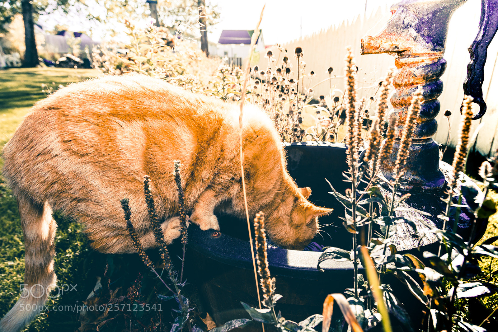 Canon EOS 6D sample photo. Img photography