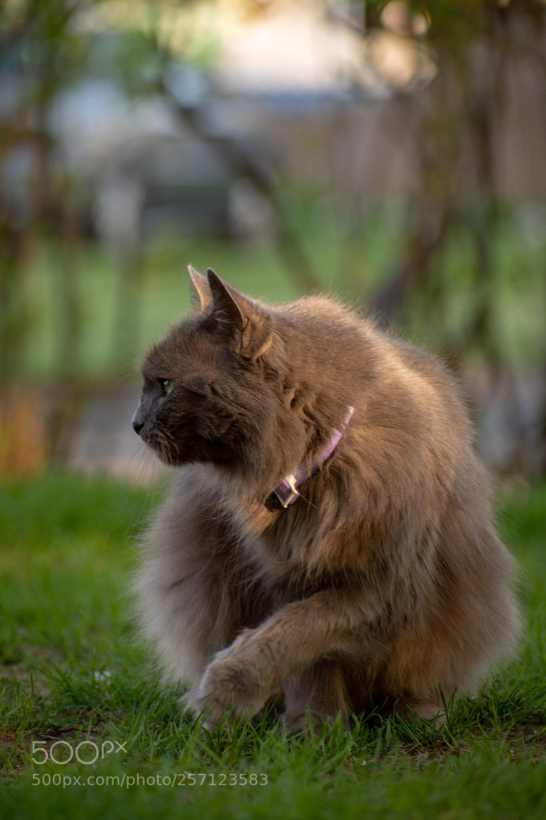 Nikon D7200 sample photo. Byfs 05082018 photography