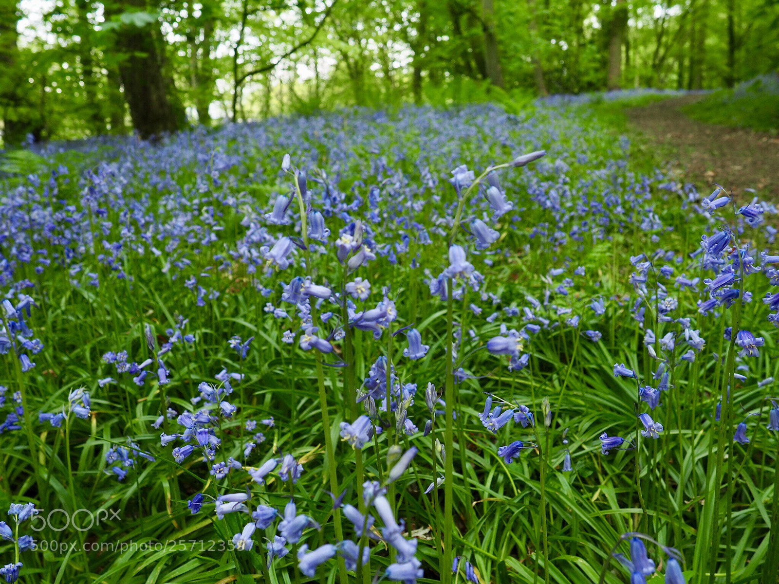 Olympus OM-D E-M10 III sample photo. Blue bell photography