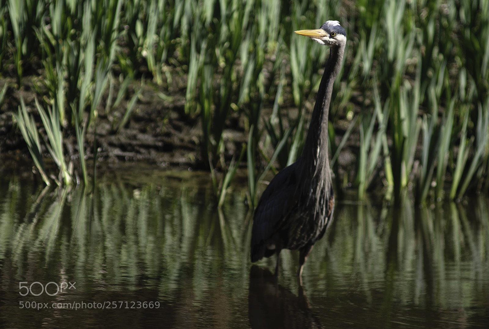Sony a9 sample photo. Herin photography